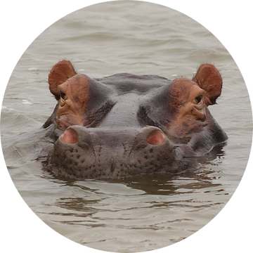 Hippo Kiekeboe: Kijkend met Hoofd Boven Water, Wildlife Fotografie van Martijn Schrijver