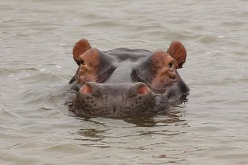 Hippo Kiekeboe: Kijkend met Hoofd Boven Water, Wildlife Fotografie van Martijn Schrijver