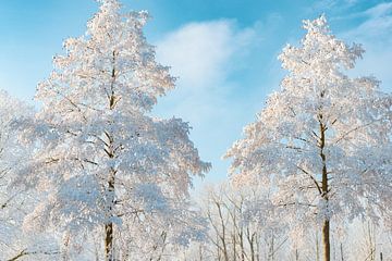 Besneeuwde bomen met een blauwe lucht in de achtergrond van Sjoerd van der Wal
