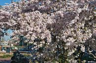 Blanc avec une touche de rose, les fleurs de sakura japonaises donnent une impression de printemps d par Jolanda de Jong-Jansen Aperçu