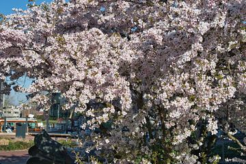 Wit met een vleugje roze japanse sakura bloesem een lente gevoel in de stad Weert van Jolanda de Jong-Jansen