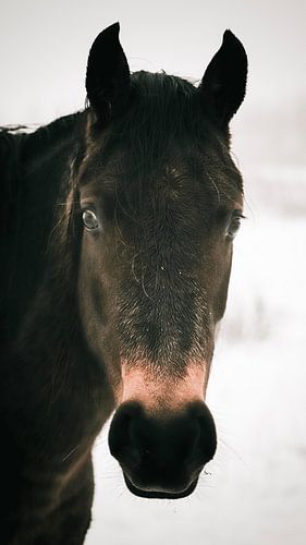 Wildpferd in den Planken wambuis