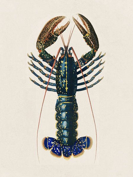 Blauwe kreeft van Apolo Prints