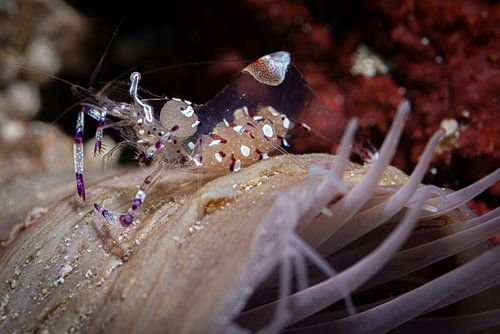 Prawn @ Komodo, Indonesia