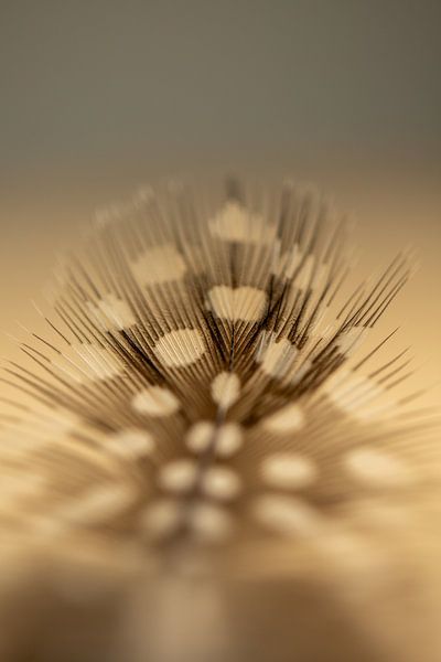 Dreary Feather by simone swart