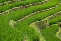 Structure of a rice field, Sapa, Vietnam