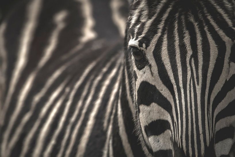 Zebra Porträt von Sander van Driel