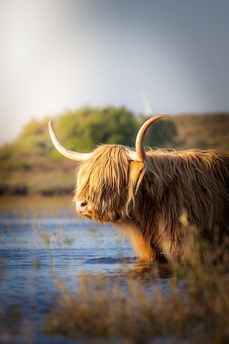 Badender schottischer Highlander von van Veen Allround Photography