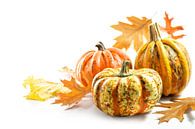 Nourriture : citrouilles ou courges et feuilles d'automne colorées, carte de vœux pour Halloween ou  par Maren Winter Aperçu