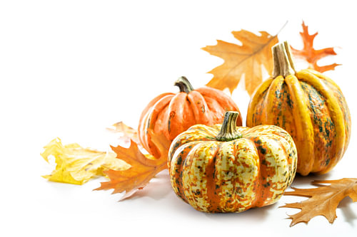 Lebensmittelkürbisse oder -kürbisse und farbiges Herbstlaub, Grußkarte für Halloween oder Thanksgivi