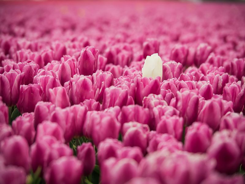 Champ de tulipes violettes par Martijn Tilroe