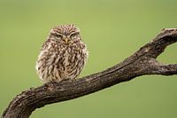 Steinkauz auf Zweig