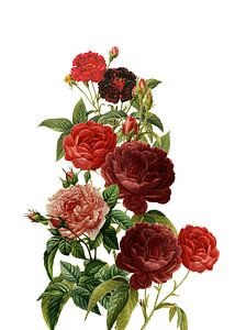 Vintage Rote Rosen