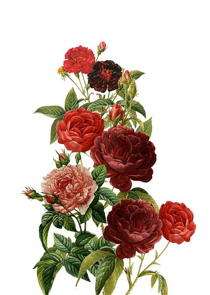 Roses rouges millésimées par Floral Abstractions