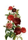 Roses rouges millésimées par Floral Abstractions Aperçu