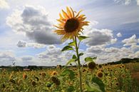 Sunflower kissing the blue sky von Jonathan Vandevoorde Miniaturansicht