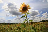 Zonnebloemen in Heuvelland