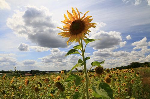 Sunflower kissing the blue sky