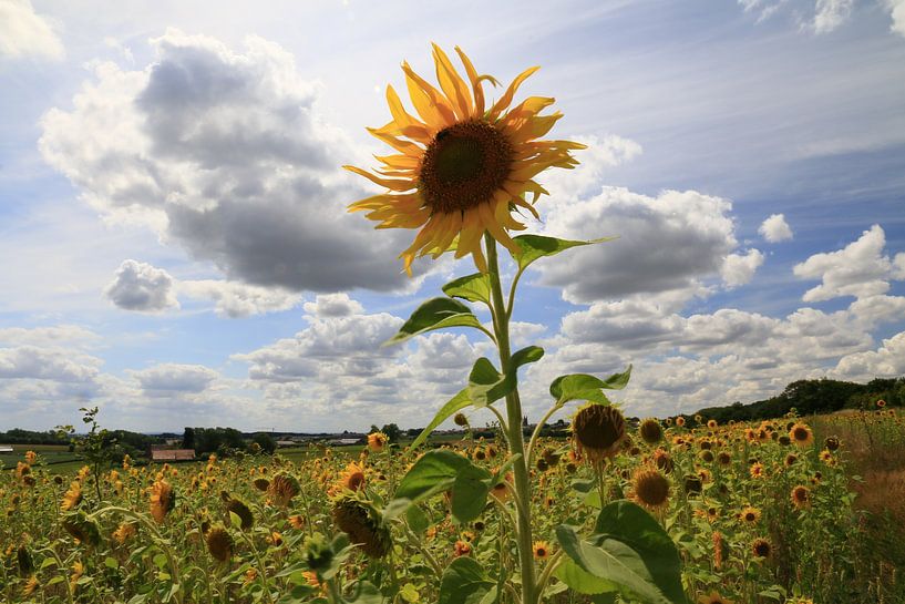 Sunflower kissing the blue sky von Jonathan Vandevoorde