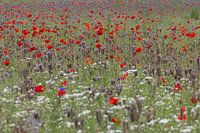 bloemen veld