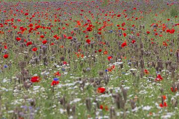 bloemen veld van ton vogels