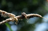 Itsy Bitsy Spider