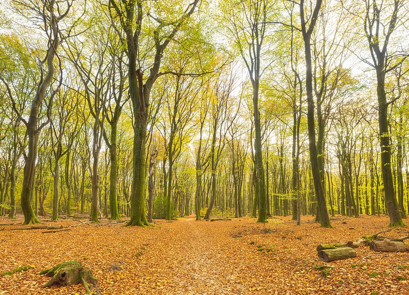 Speulder und Spielder Wald (Niederlande) von Marcel Kerdijk