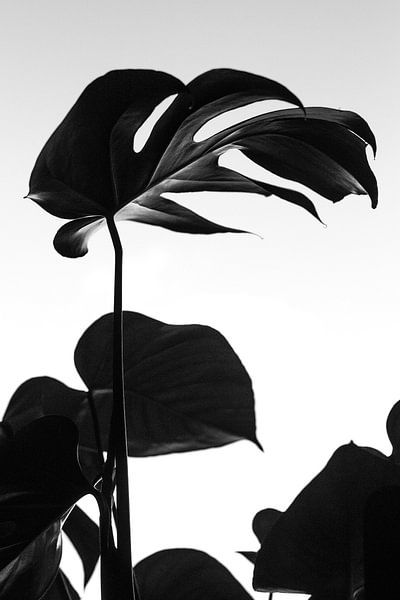 Monstera by Hello Pompoyo
