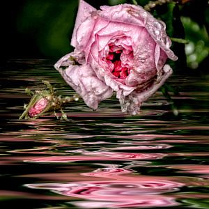 Rosenwasser