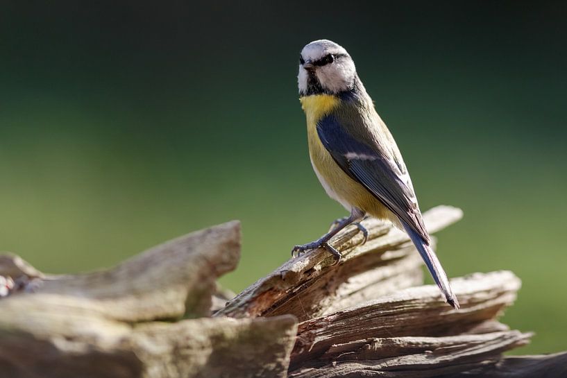 Blauwe Mees par Rolf Pötsch