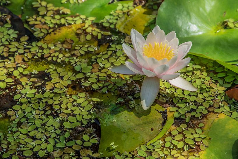 Seerose von Thomas Riess