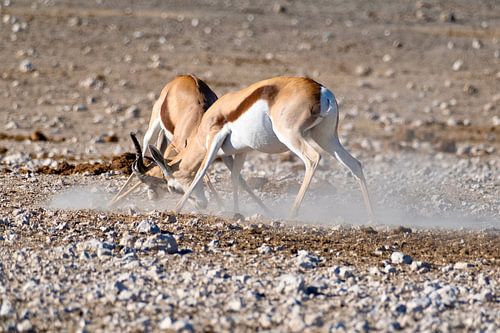 Fighting springboks in Namibia