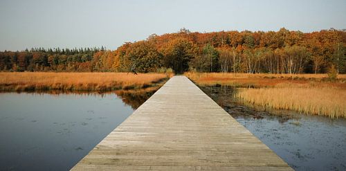un chemin vers l'automne