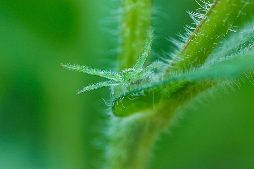 Spider's welcome by Franck m.