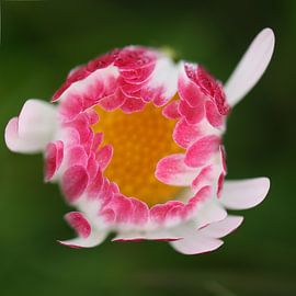 Made - sweet by patrick verweire