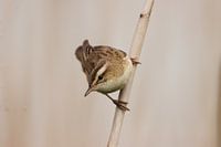 Reed warbler