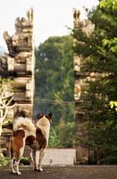 Hond bij Pura Kehen Tempel Bali Indonesie