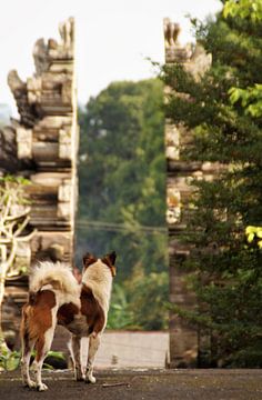 Dog protects the Pura Kehen Temple Bali Indonesia