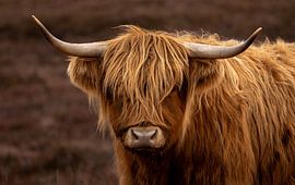 Schottischer Highlander von Wim Westmaas