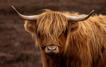 Highlander écossais