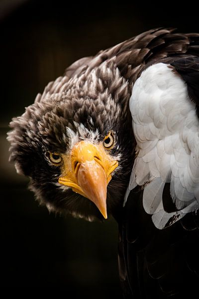 Weißkopfseeadler von Design Wall Arts