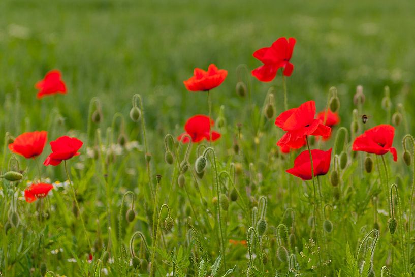 Mohnblumen auf einem Feld von Martien Janssen