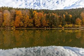 Herbstliche Bäume von Teresa Bauer