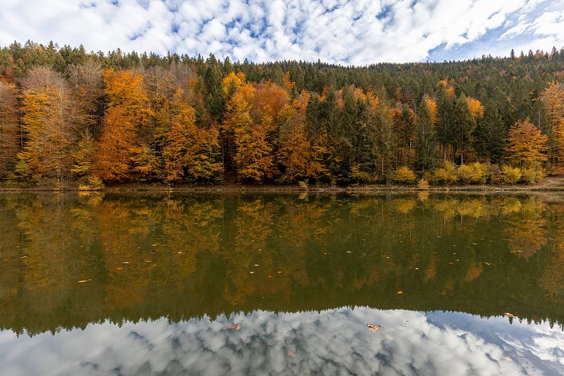 Herfstbomen van Teresa Bauer