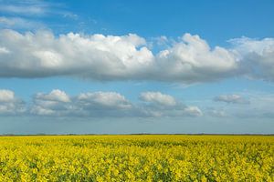Champs de colza dans l'est de la province de Groningue