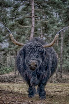 Zwarte Schotse hooglander stier. van Humphry Jacobs