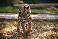 Een Sumatraanse tijger loopt in een weide van Edith Albuschat thumbnail