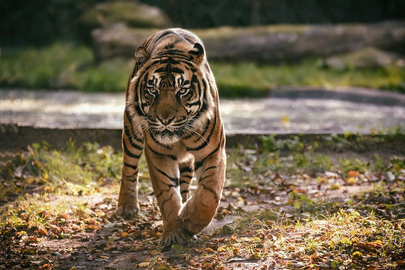 Een Sumatraanse tijger loopt in een weide van Edith Albuschat