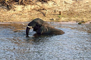 Olifant neemt bad in Chobe National Park van Merijn Loch