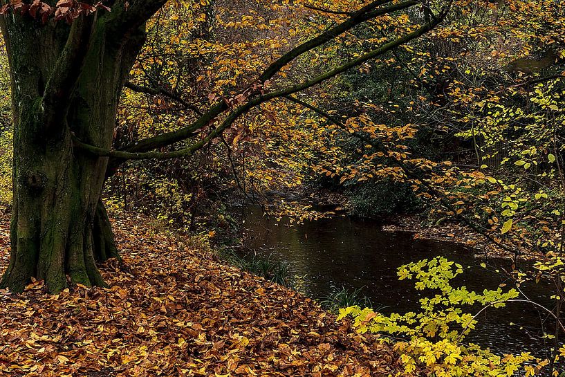 Herbstlicher Wald am Schwarzbach im Taunus von Flatfield